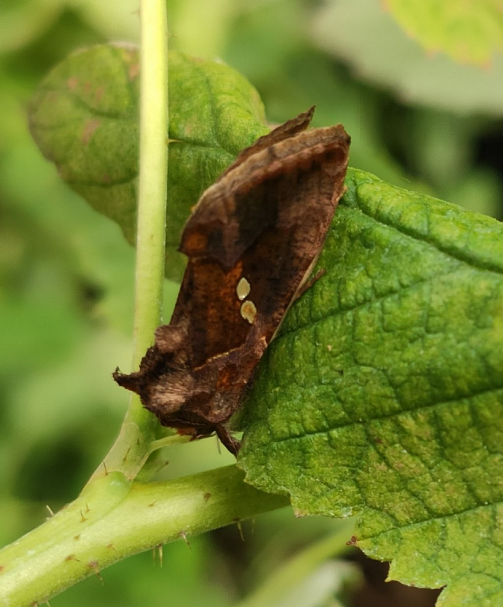 Autographa sp. ?  No, Chrysodeixis chalcites